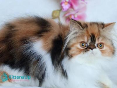 Yummy - Persian - Gallery Photo #1