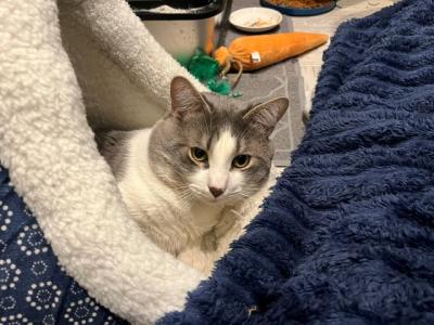 Finnegan - Domestic - Gallery Photo #1