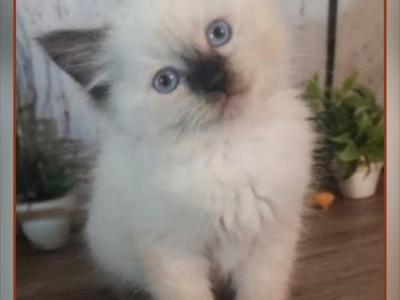 Ragdolls Male And Female - Ragdoll - Gallery Photo #1