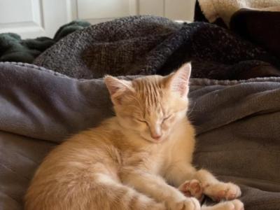 Zora - American Shorthair - Gallery Photo #1