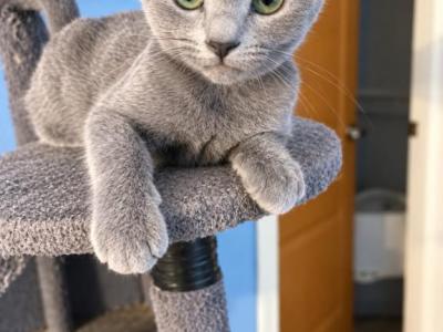 Rusb - Russian Blue - Gallery Photo #1
