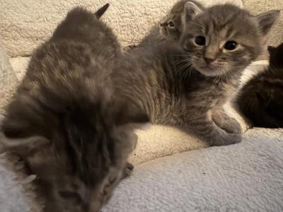 Umis Litter 3 - Domestic - Gallery Photo #1