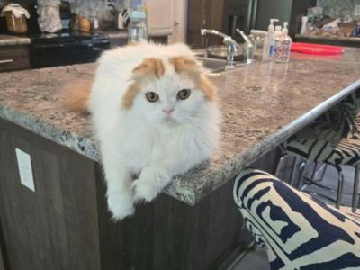 Pupsyk - Scottish Fold - Gallery Photo #1