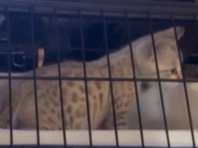 Seal Mink Spotted Snow Leopards - Bengal - Gallery Photo #1