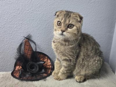 Cora - Scottish Fold - Gallery Photo #1