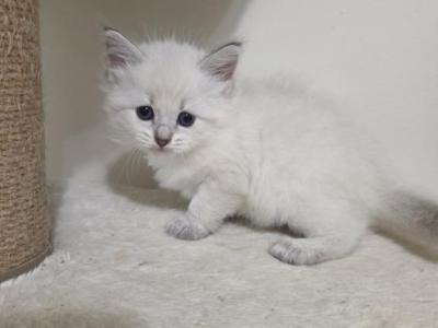 Siberian - Siberian - Gallery Photo #1