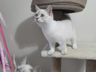 Siberian  British Shorthair - British Shorthair - Gallery Photo #1