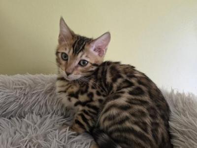 Bengals - Bengal - Gallery Photo #1
