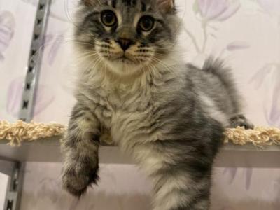Arlo Blue Silver Boy Ready To Travel - Maine Coon - Gallery Photo #1