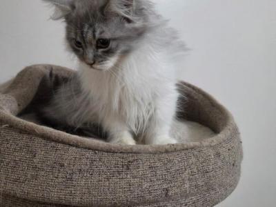 British Short Hair Siberian - British Shorthair - Gallery Photo #1