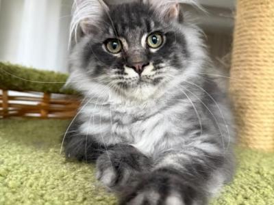 Dante Male Maine Coon Kitten - Maine Coon - Gallery Photo #1