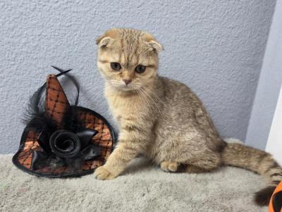 Alice - Scottish Fold - Gallery Photo #1