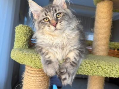 Felix - Maine Coon - Gallery Photo #1