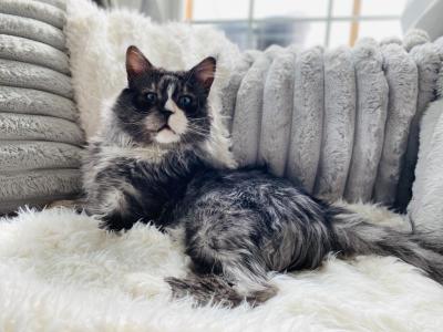 FOR STUD   I   Prince Charming - Maine Coon - Gallery Photo #1