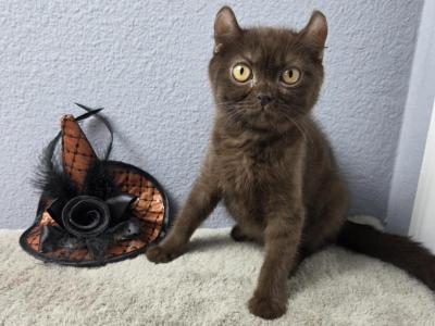 Liliana - American Curl - Gallery Photo #1