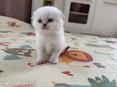 Scottish Fold Male Kitten Snow White - Scottish Fold - Gallery Photo #1