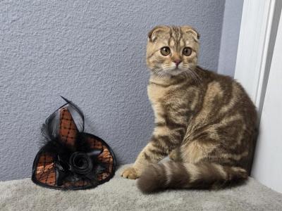 Amelia - Scottish Fold - Gallery Photo #1