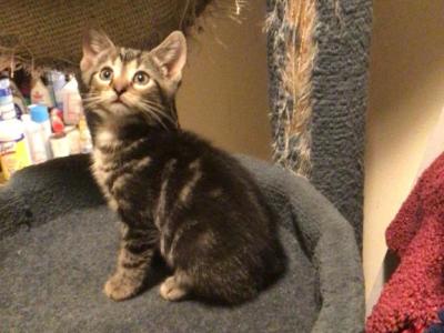 Baby Cubs - Bengal - Gallery Photo #1