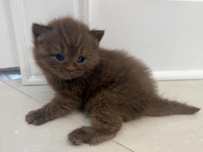 British Shorthair Chocolate Male - British Shorthair - Gallery Photo #1