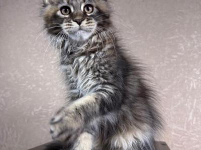 Thea Tabby Maine Coon Girl - Maine Coon - Gallery Photo #1
