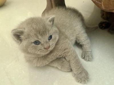 British Shorthair Lilac Male - Brazilian Shorthair - Gallery Photo #1