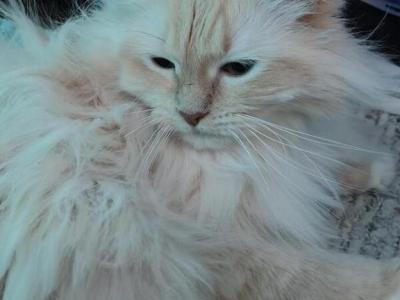 Female Adult Ragdolls - Ragdoll - Gallery Photo #1