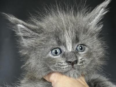 Indigo - Maine Coon - Gallery Photo #1