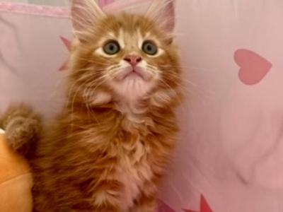 Autumn - Maine Coon - Gallery Photo #1