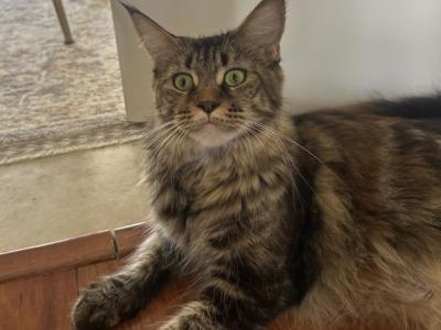 Puppa - Maine Coon - Gallery Photo #1