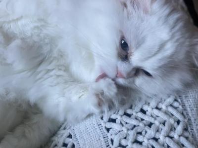 Muffin - Persian - Gallery Photo #1