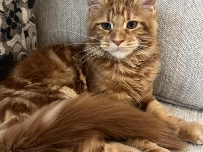 Creamsicle Litter - Maine Coon - Gallery Photo #1