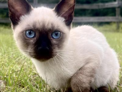 Oliver - Siamese - Gallery Photo #1
