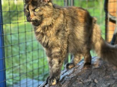 Spooky - Maine Coon - Gallery Photo #1