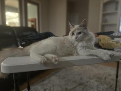 Rio - Ragdoll - Gallery Photo #1