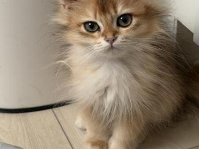 Black Golden Chinchilla Longhair Female - British Shorthair - Gallery Photo #1