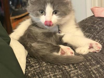 Baby Kitty - Domestic - Gallery Photo #1