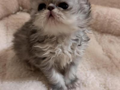 Blue Smoke Female - Persian - Gallery Photo #1