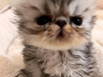 Tortoiseshell - Persian - Gallery Photo #1