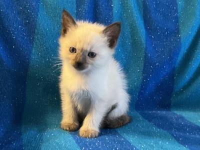 Frodo - Siamese - Gallery Photo #1