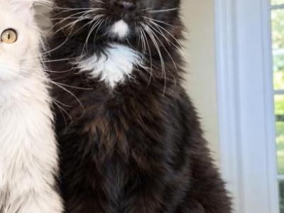 Black Solid Beautiful Boy With Blue Eyes - Maine Coon - Gallery Photo #1