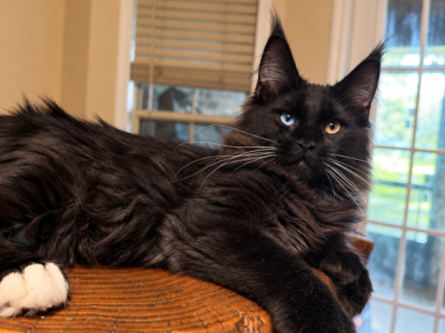 Polydactyl Black Maine Coon With Blue Eyes - Maine Coon - Gallery Photo #1