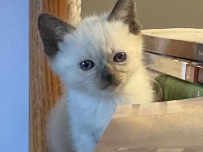 Zoey - Siamese - Gallery Photo #1