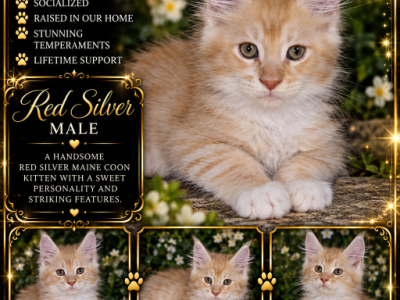 Zeldas Littles - Maine Coon - Gallery Photo #1
