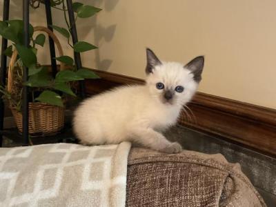 Chloe - Ragdoll - Gallery Photo #1