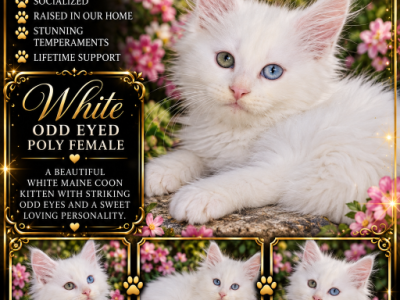 Novas Littles - Maine Coon - Gallery Photo #1