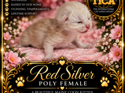 Spirits Littles - Maine Coon - Gallery Photo #1