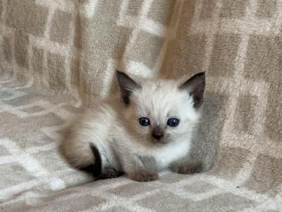 Alona - Domestic - Gallery Photo #1