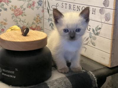 Bo - Ragdoll - Gallery Photo #1