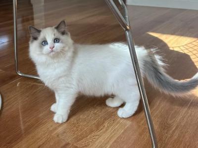 Gorgeous Ragdoll Girl - Ragdoll - Gallery Photo #1