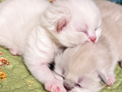 Registered Himalayan Kittens - Himalayan - Gallery Photo #1